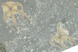 Three Ordovician Brittle Stars (Ophiura) - Morocco #285338-1